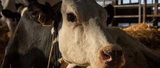 I “Cow” blir kossan levande för oss – i hennes stora sorgsna ögon ser vi en stoisk stolthet 