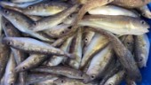 Ny DNA-analys: Kustnära torsken inte utfiskad