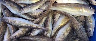 Ny DNA-analys: Kustnära torsken inte utfiskad