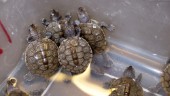 Försökte sälja hotad sköldpadda – bötfälls