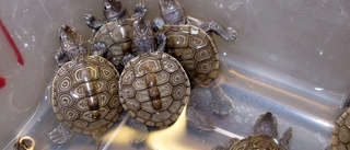 Försökte sälja hotad sköldpadda – bötfälls