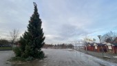 Mysteriet med stadsgranen gäckar Strängnäsborna ✓Inte hunnit ta bort den – fått prioritera julvandalisering