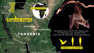 Blödarsjuka sprids i Tanzania – botemedel saknas