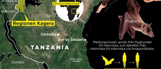 Blödarfebern sprids i Tanzania – botemedel saknas