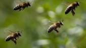 Robotflugor kan pollinera växter i framtiden