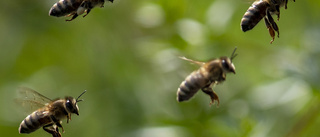 Robotflugor kan pollinera växter i framtiden