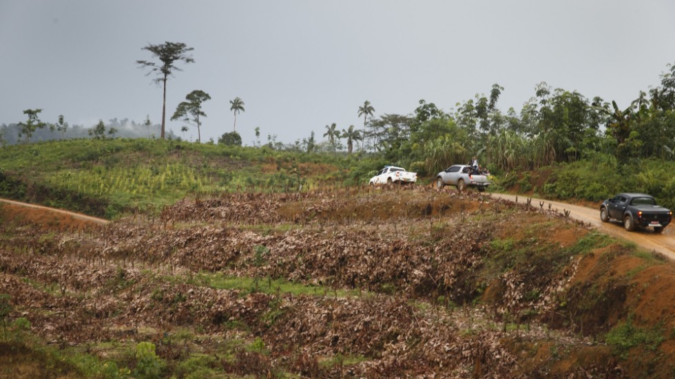 Skövlade regnskogar – en bidragande orsak till minskad biologisk mångfald. Arkivbild.