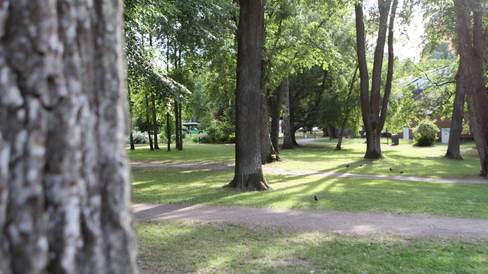 En man som togs av polisen i Stadsträdgården misstänks nu för sexuellt ofredande.