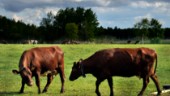Djurägaren förklarar varför ko blev liggande