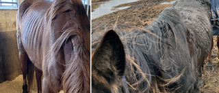 Häst svalt ihjäl: Man åtalas för grovt djurplågeri