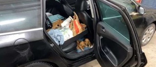 Nya hundbedragare sålde smuggelvalpar i Norrköping