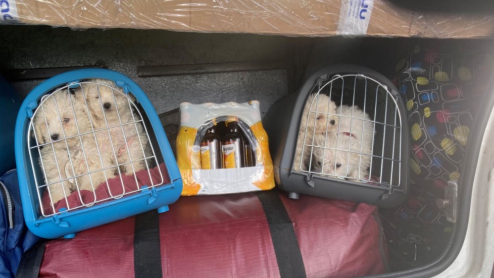 I bagageutrymmet på en buss från Bosnien sitter nio hundvalpar tätt ihoppackade i små transportburar. Bussen stoppas i tullen i november 2020.