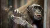 Schimpanserna får oss att ifrågasätta vår syn på djur