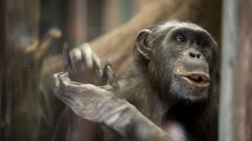 Santino och de andra schimpanserna som dödats efter att de rymt från aphuset i Furuvik väcker upprörda känslor, känslor som kan leda till att vi funderar över vår syn på djurhållning överlag, menar debattörerna.
