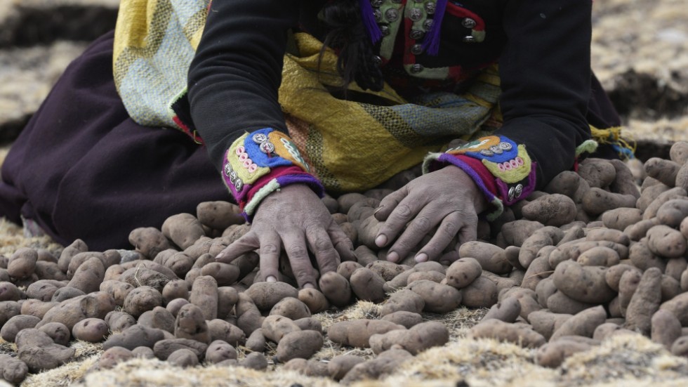 En kvinna samlar potatis innan de ska sättas i Apurimacregionen i Peru. Arkivbild.