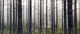 Skogsägare i Östergötland: Nej, skogen tillhör inte oss alla – 80 procent ägs av privata intressen