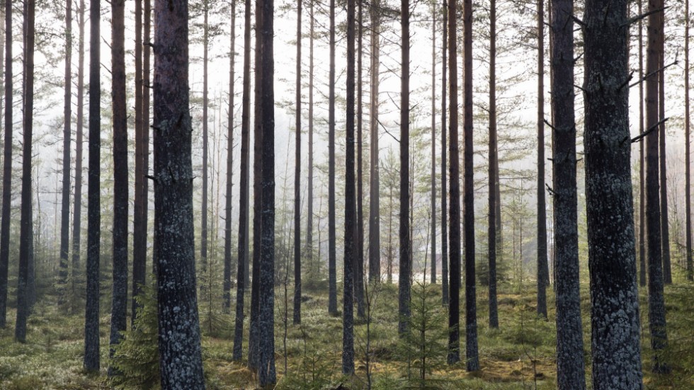 I det i övrigt så kollektiva Sverige ägs alltså 80 procent av skogsmarken av privata intressen, menar insändarskribenten.