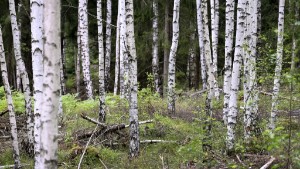 Sätt stopp för fler kalhyggen – skogen tillhör alla 