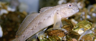 Invasiv fiskart hittad utanför Örnsköldsvik