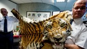 150 tigrar beslagtas årligen i illegal handel