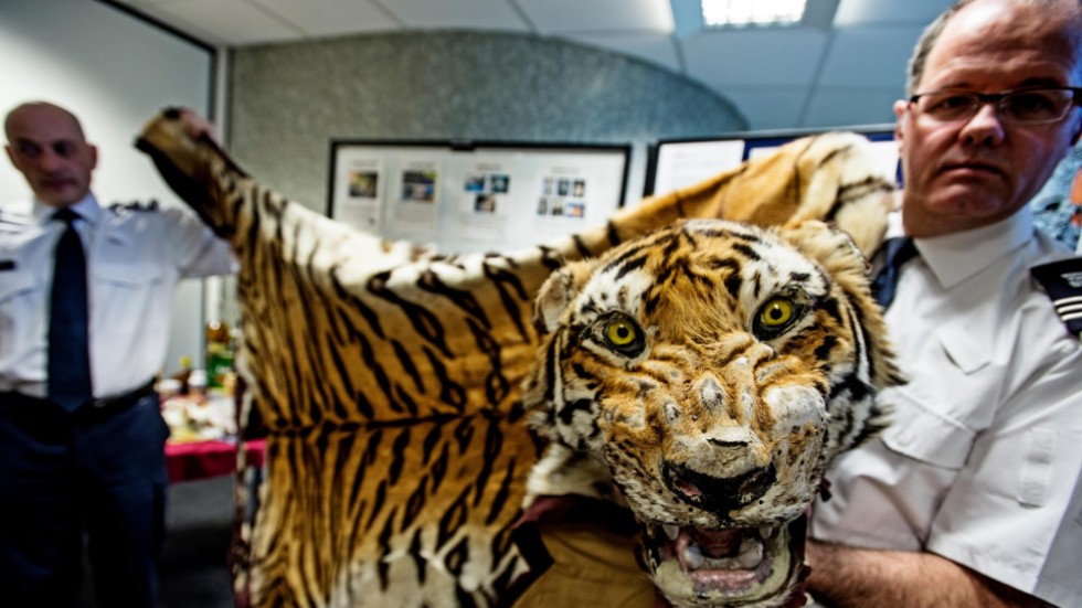 Ett tigerskinn som beslogs av gränspoliser på Heathrowflygplatsen i London 2013. Arkivbild.