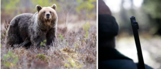 Jägare tvingades skjuta björn – polisen utreder brott