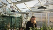 Sällsynta växter på Botaniska – i fara om strömmen går