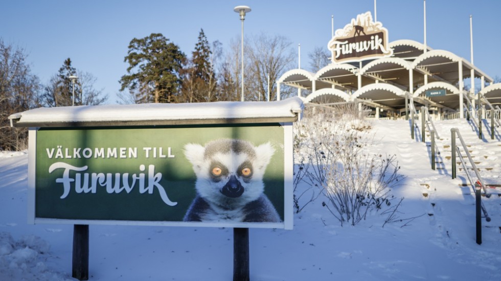 Efter de förrymda schimpansernas framfart har en utrotningshotad kärrsköldpadda fått avlivas på Furuviksparken.