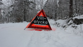 Viltolyckor i Skellefteå – bil krockade med flera rådjur