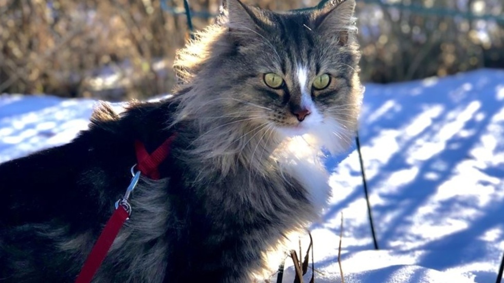 Våran ståtliga herre El Gringo på 6 år älskar snön, han blir som en kattunge igen när han får vara ute och leka i den ❄️
