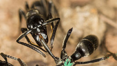 Myror vårdar sårskador med egen antibiotika
