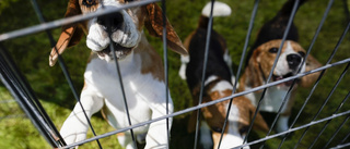 21 hundar i etta - två får djurförbud
