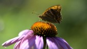Studie: Fjärilar borta på tre av fyra platser