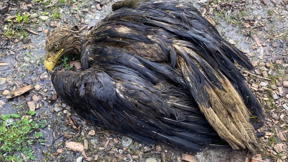Lantbrukaren Fredriks udda upptäckt i brunnen: En stor örn