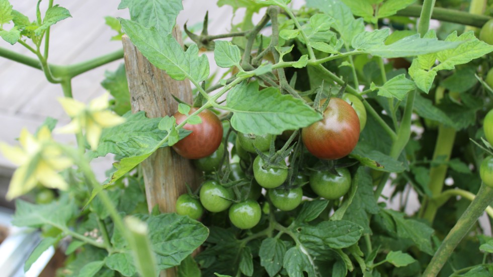 Gröna tomater går också att använda, till exempel till marmelad eller chutney.