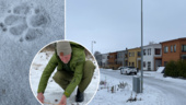 Larmet: Närgången varg i bostadsområde i Nyköping 