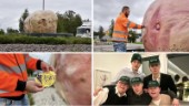 Vandaliseringen: Potatisen täckt i klistermärken – "För jävligt"