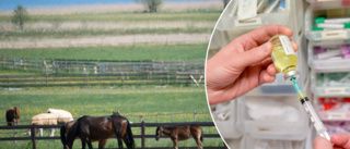 Veterinär skrev ut medicin utan undersökning – häst fick avlivas