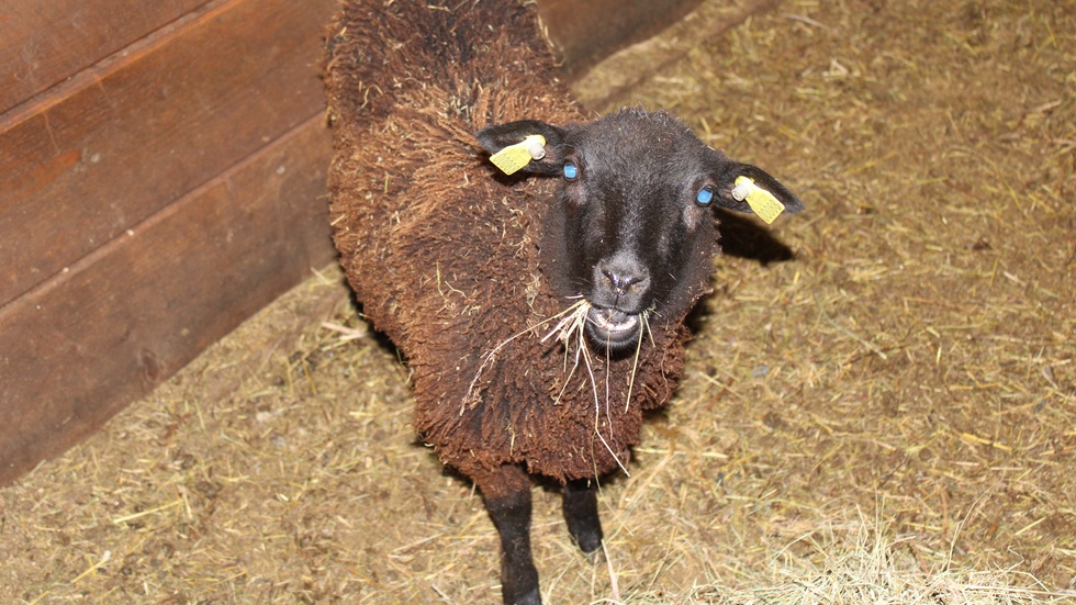 En gång råkade Tildemyr klippa fåren på granngården till den kund som egentligen hade bokat honom. "Det var lite pinsamt såklart, men den ägaren blev också glad över att få sina får klippta".