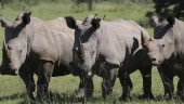 Antalet noshörningar ökar i Afrika