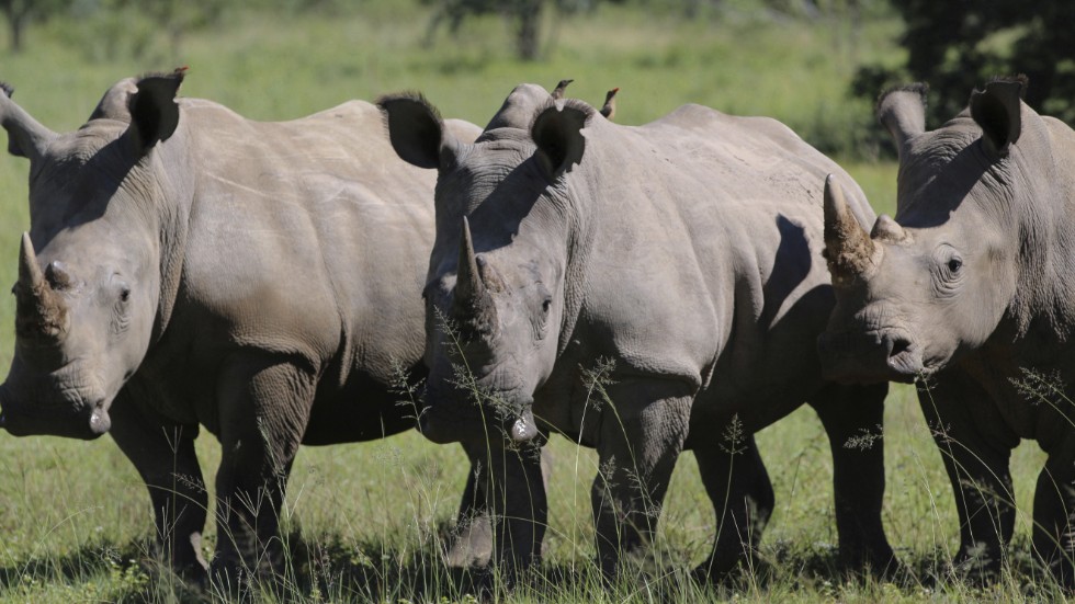 Nästan 23|300 noshörningar strövade på den afrikanska kontinenten i slutet av förra året. Arkivbild.