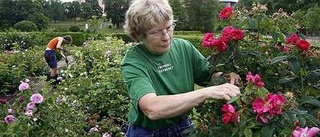 Nytt rosarium i Botaniska trädgården