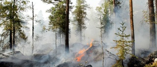 Skogsparti brinner i Överkalix