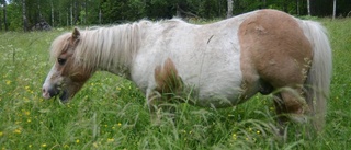 För mycket gräs kan göra ponnyn sjuk