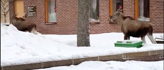 Älgar på vift – promenerade runt inne i centrala Luleå • Se filmen här