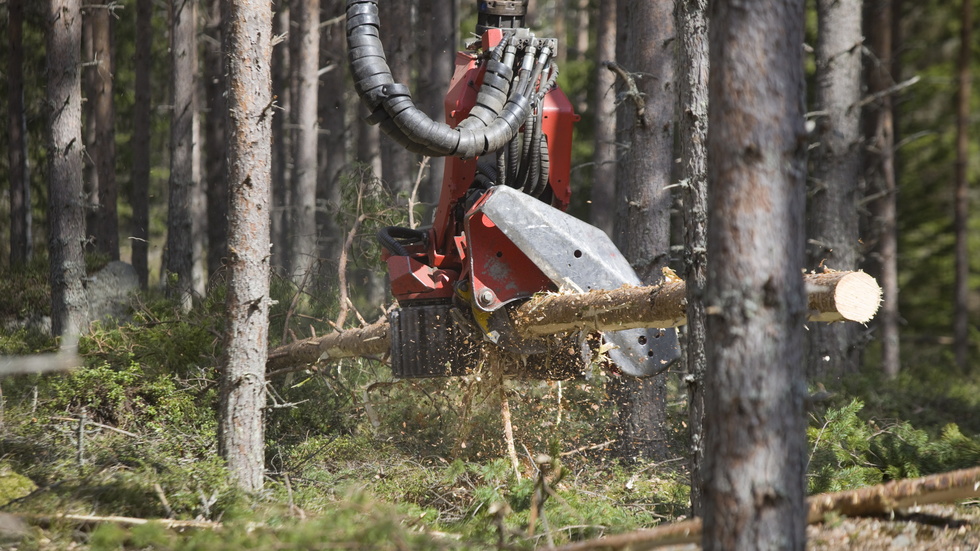 Det är inte aktuellt att kalhugga hela skogen, skriver egendomsförvaltaren Petra Odén och stiftsdirektor Jimmy Åkerfeldt i ett svar till Naturskyddsföreningen i Flen.