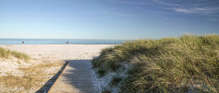 Illaluktande jättepenis hittad på strand