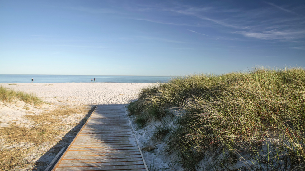 Här, på stranden vid Bornholms sydspets Dueodde, spolades en knölval upp i juli. Nu har även valens penis kommit i|land.