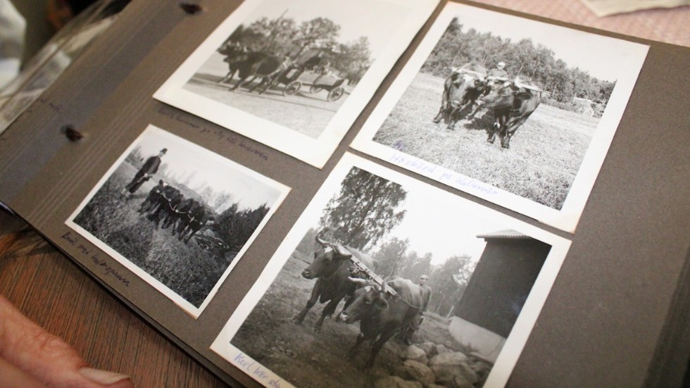 Många av bilderna på oxarna i Gunnar Johanssons fotoalbum är tagna av Birger Magnusson från Virserum.