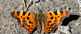 Läsarbild: Årets första fjärilar i Niemisel